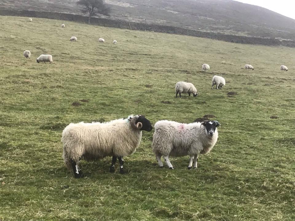 24294261_407359843014596_1991576113295583150_n